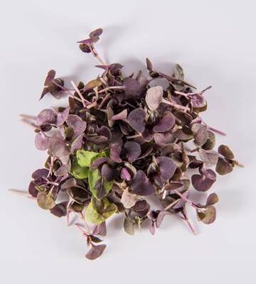 Opal Basil