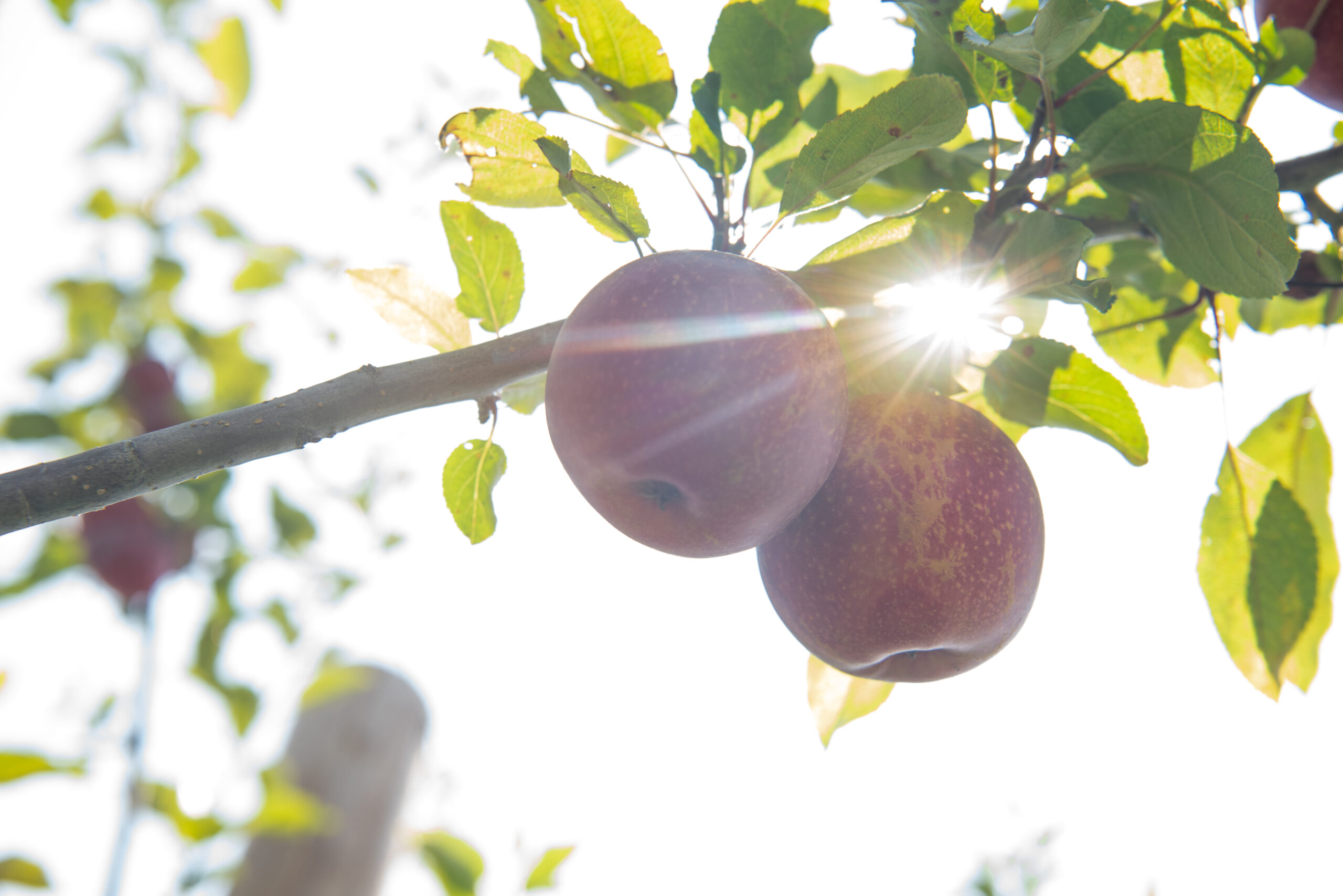 Orchard Apples