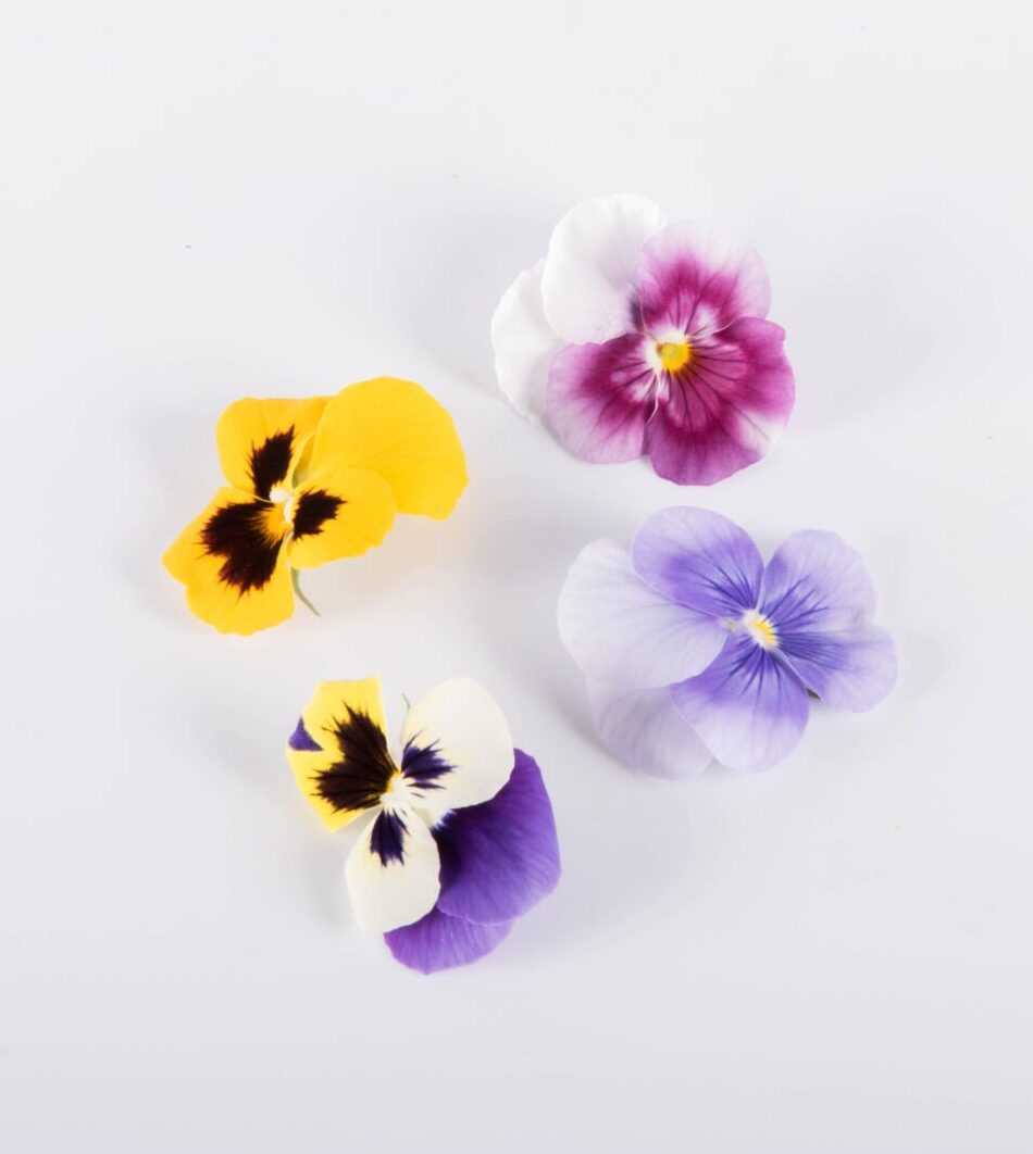 Pansy