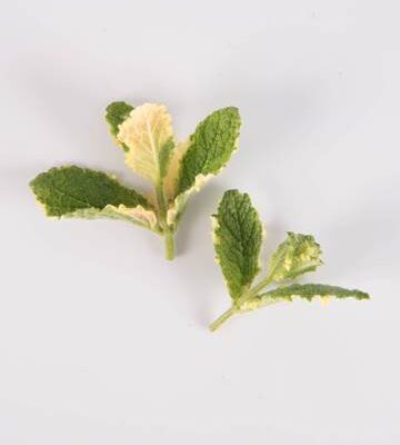 Pineapple Mint