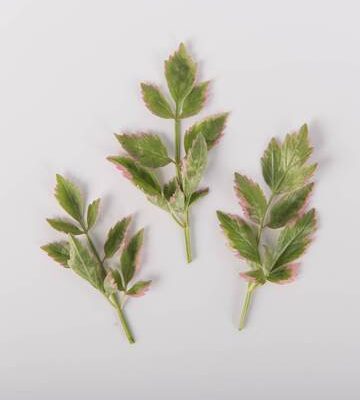 Pink Tipped Parsley