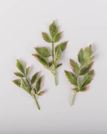 Parsley