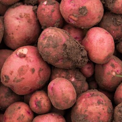Tubers