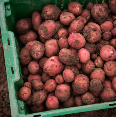 Potatoes