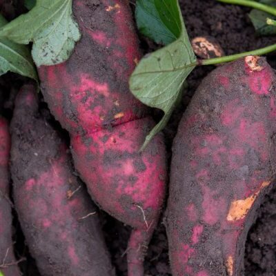 Root