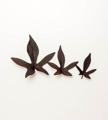 Purple Sweet Potato Leaves