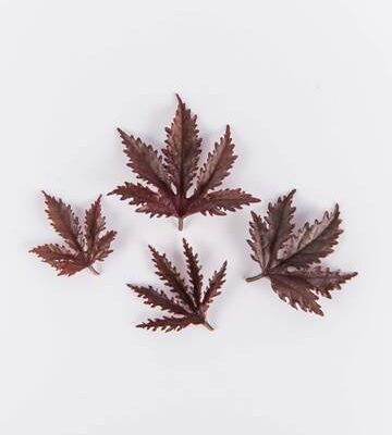 Red Hibiscus Leaves