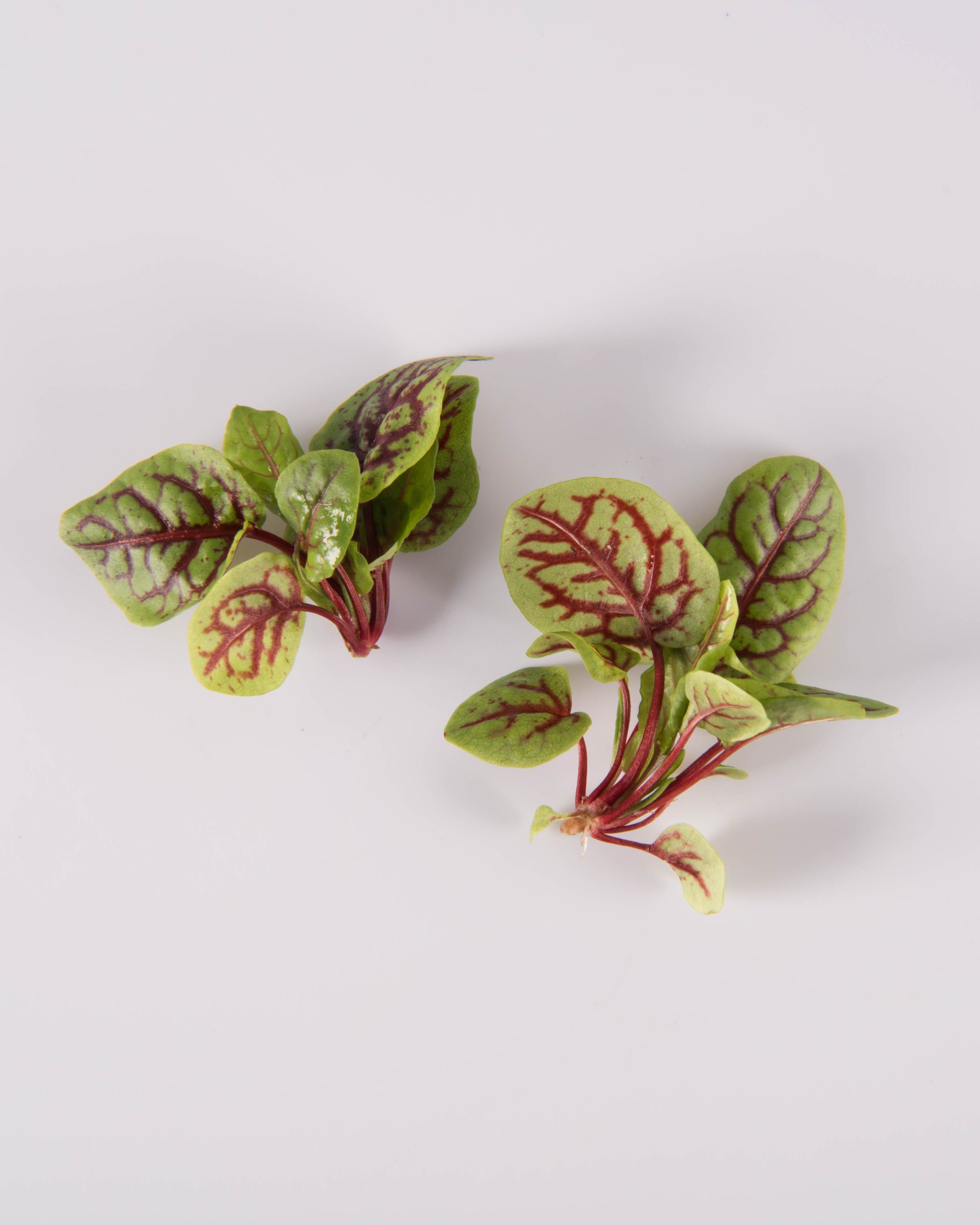 Sorrel
