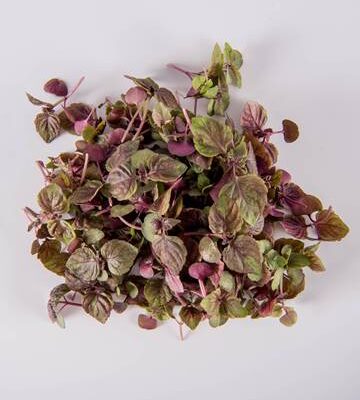 Red Shiso
