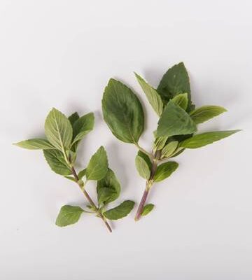African Blue Basil