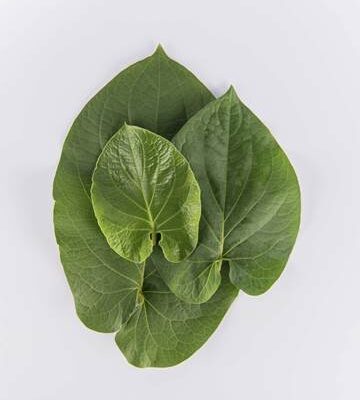 Root Beer Leaf