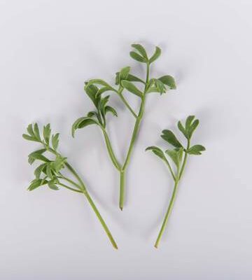 Sea Samphire