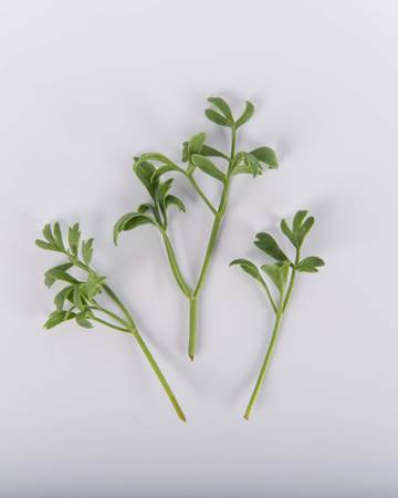 Sea Samphire