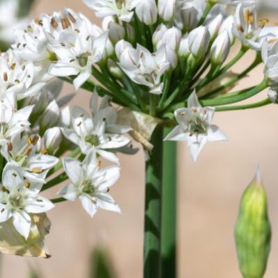 Alliums