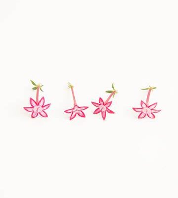 Strawberry Cheesecake Egyptian Starflower