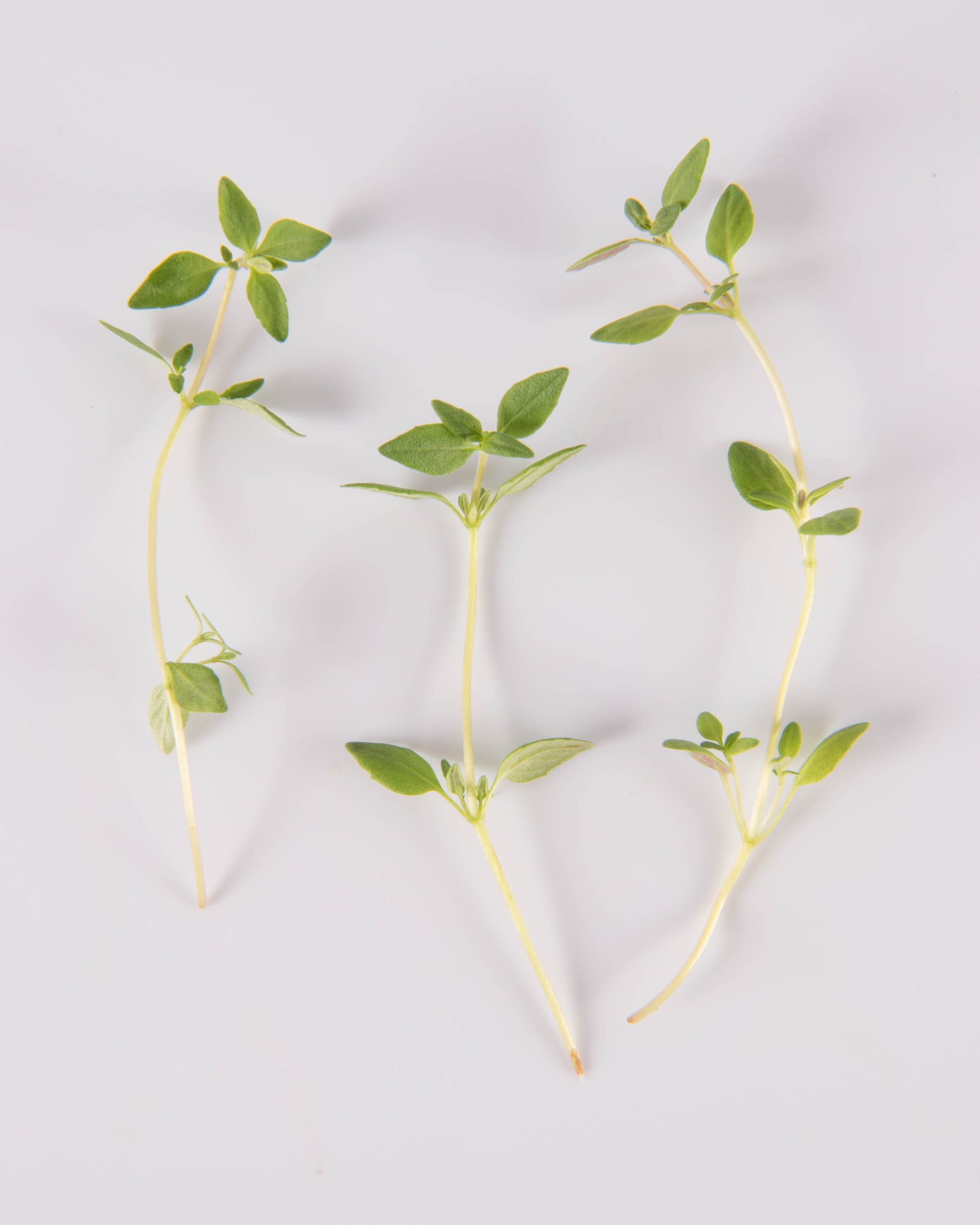Thyme
