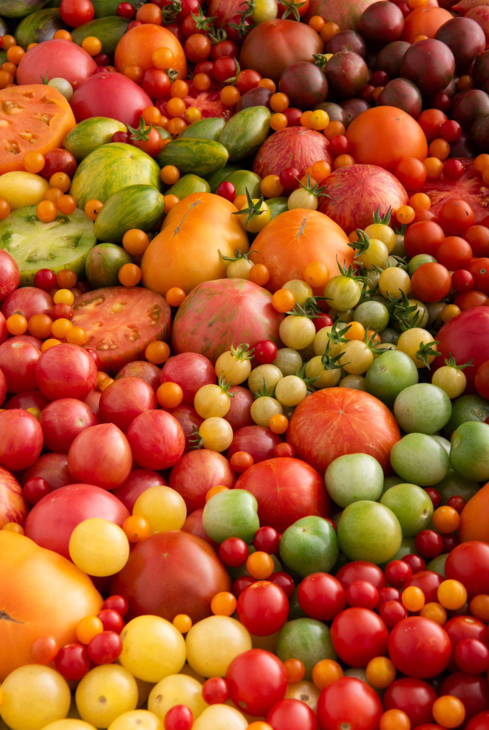 Tomatoes