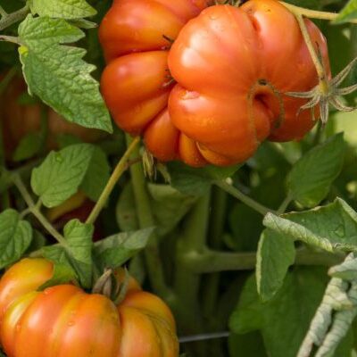 Tomatoes