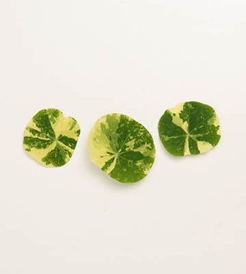 Variegated Nasturtium Leaves