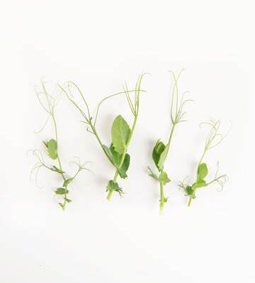Verde Pea Tendrils