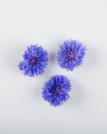 Bachelor Buttons