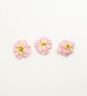 Apricot Punch Mini Floret