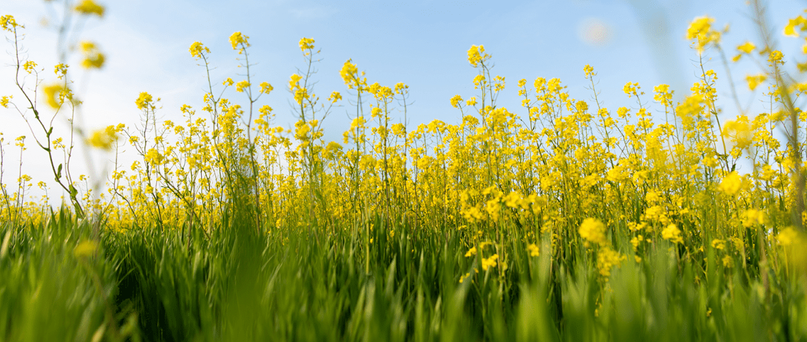 CoverCrop (1 of 1)-2 2