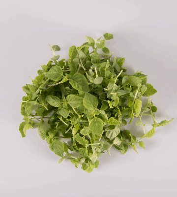 Green Shiso