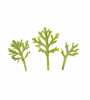 Moroccan Parsley