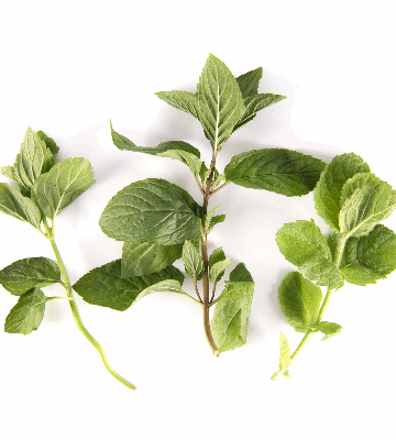 Mint Blend