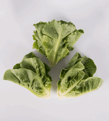 Romaine Lettuce
