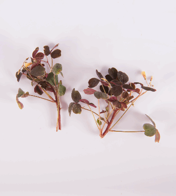 Mixed Sorrel Blooms