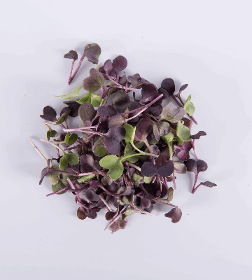 Purple Radish