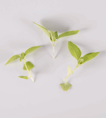Lemon Basil