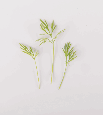 Dill