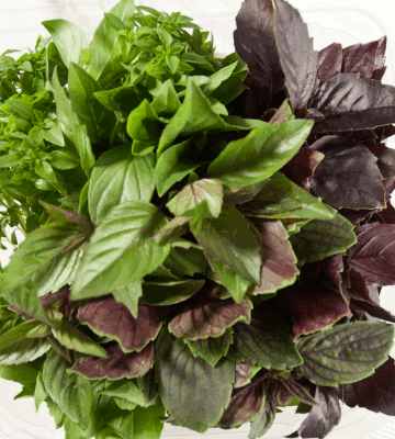 Basil Sampler