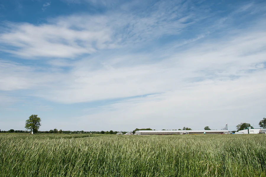 How Does a Multi-Species Cover Crop Enhance Soil?