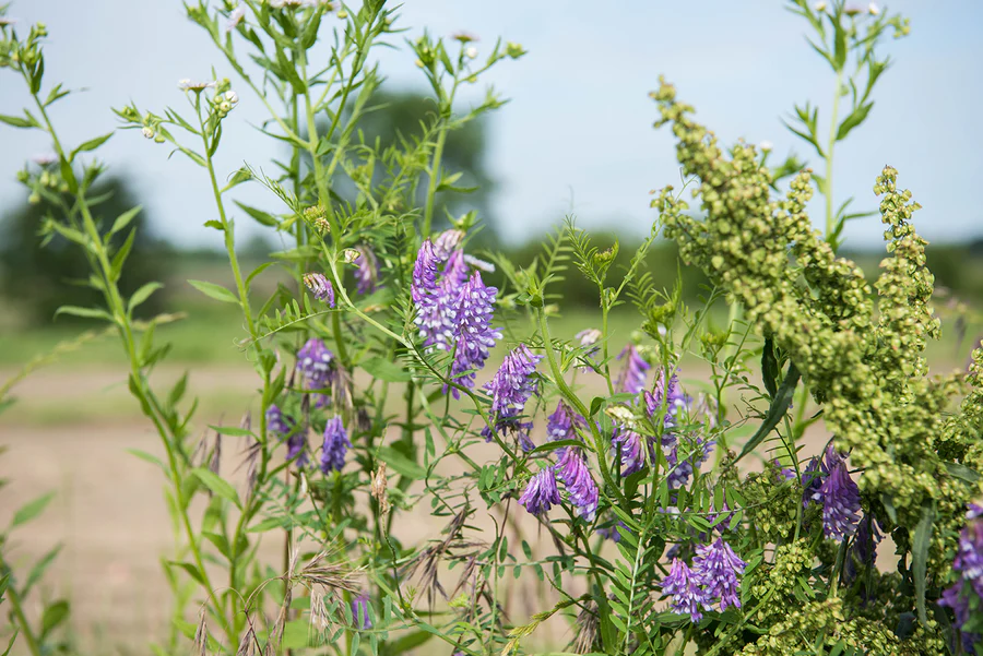 From Seed to Plate: Journey into Sustainable Vegetable Farming Practices